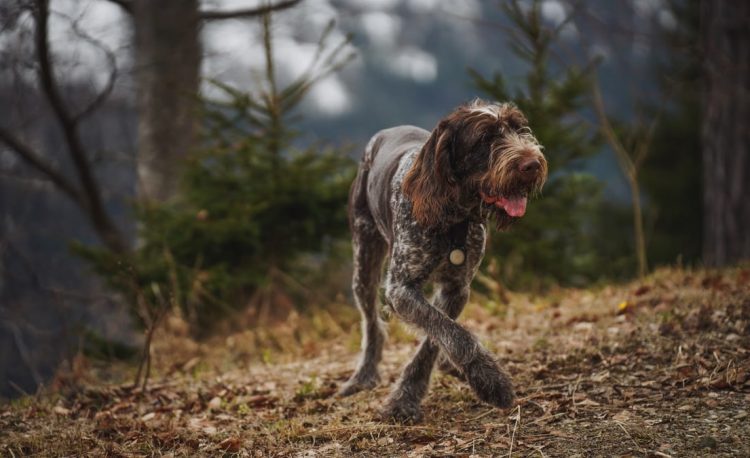A German Wirehaired Pointer walking on a forest trail in autumn